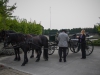 paardenparade-10